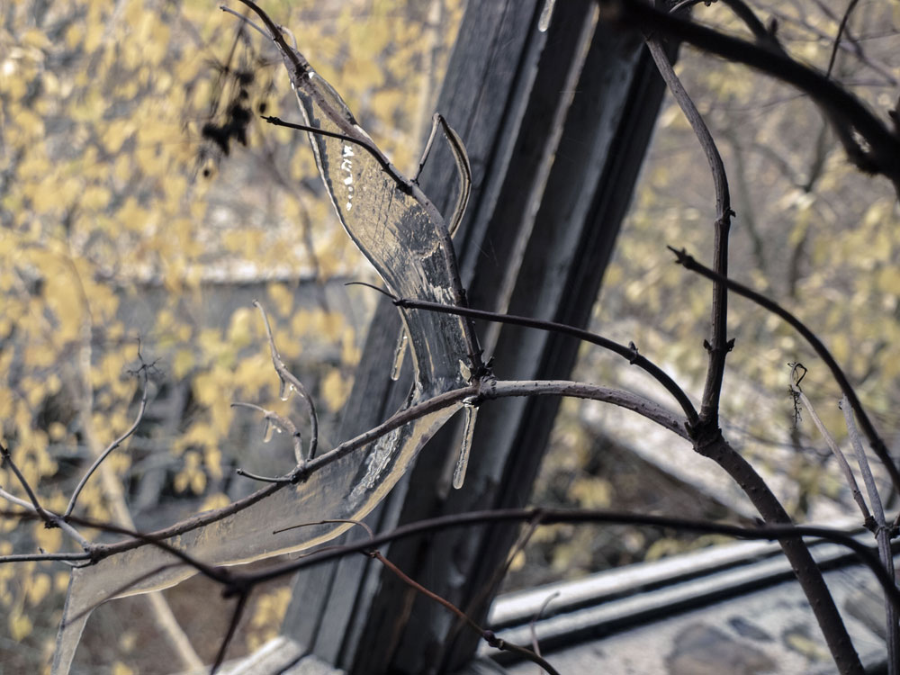 Schule - vereister Ast