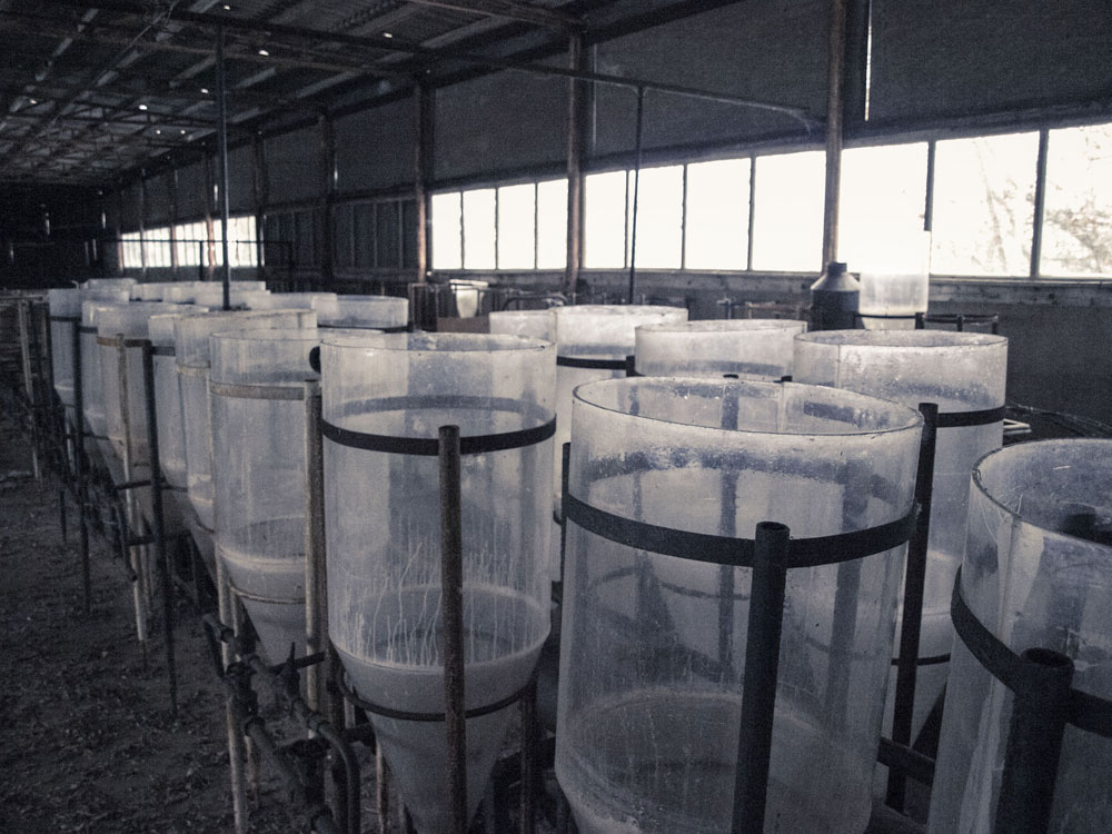 Fischaufzucht-Station - Bottiche