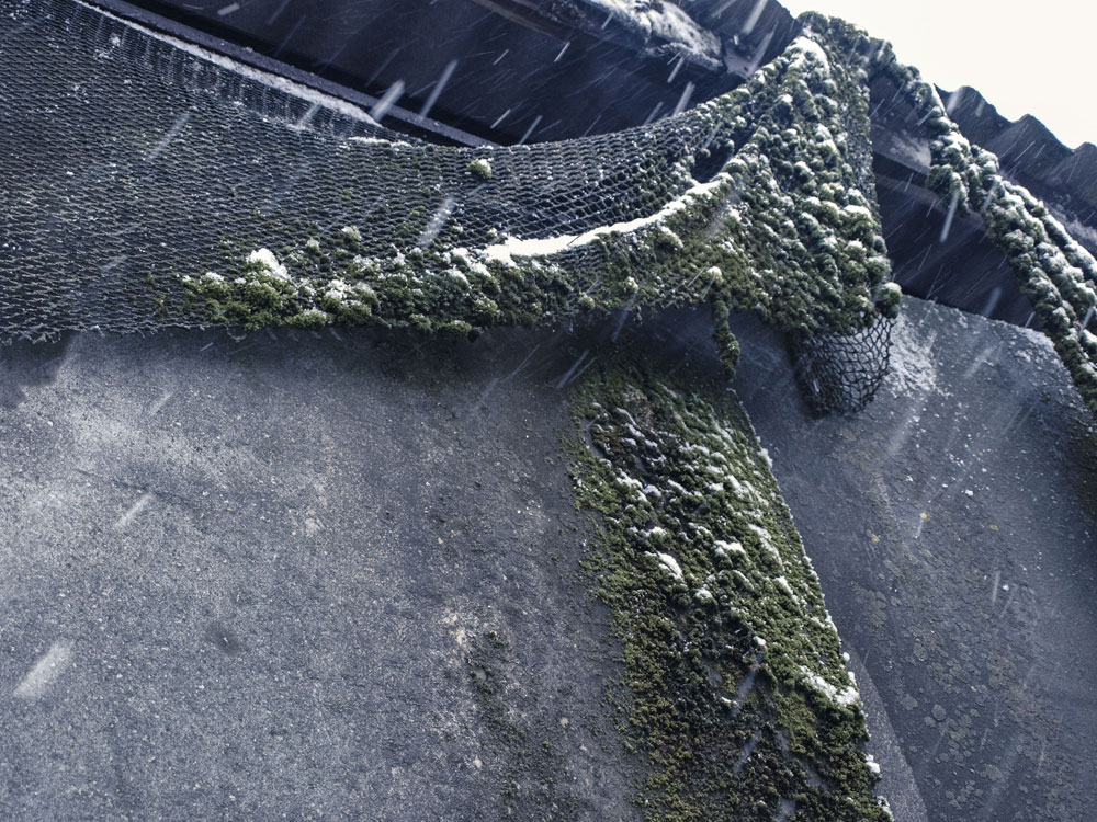 Fischaufzucht-Station - vermoostes Netz