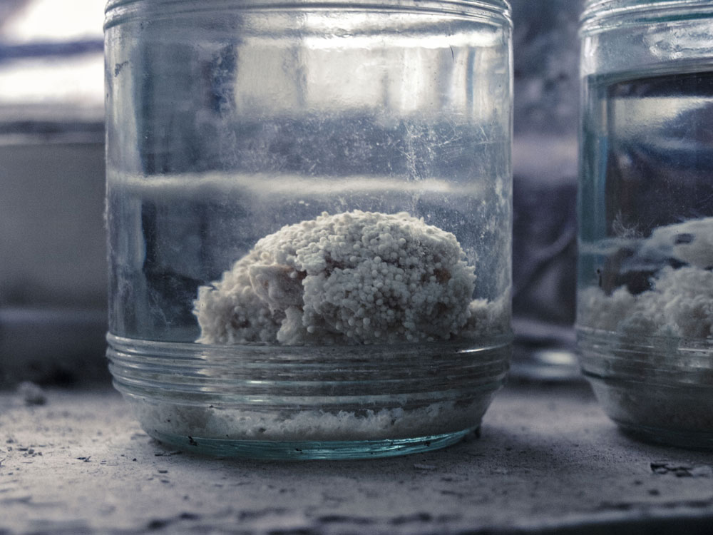 Fischaufzucht-Station - Präparat