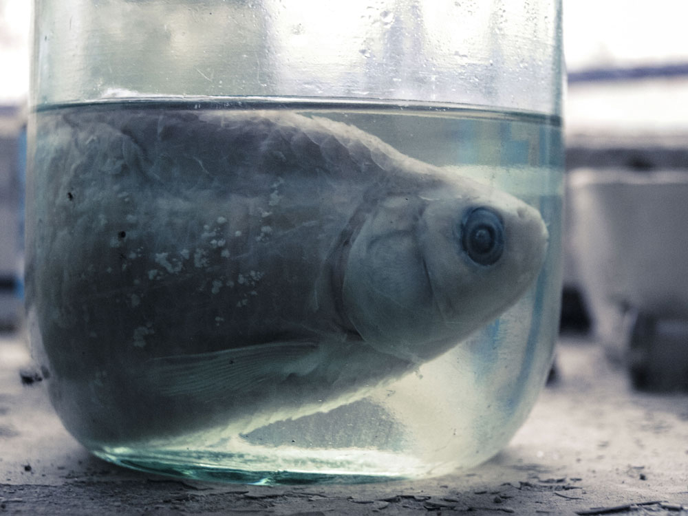 Fischaufzucht-Station - Präparat