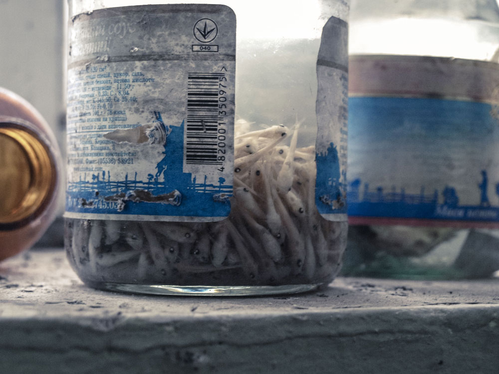 Fischaufzucht-Station - Präparat