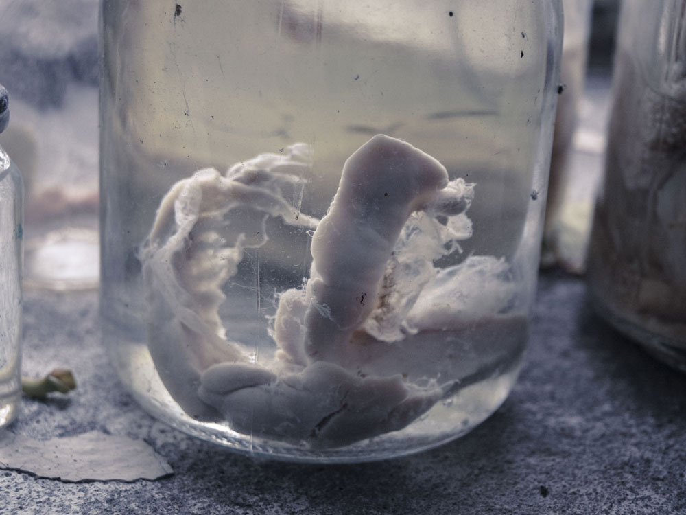 Fischaufzucht-Station - Präparat