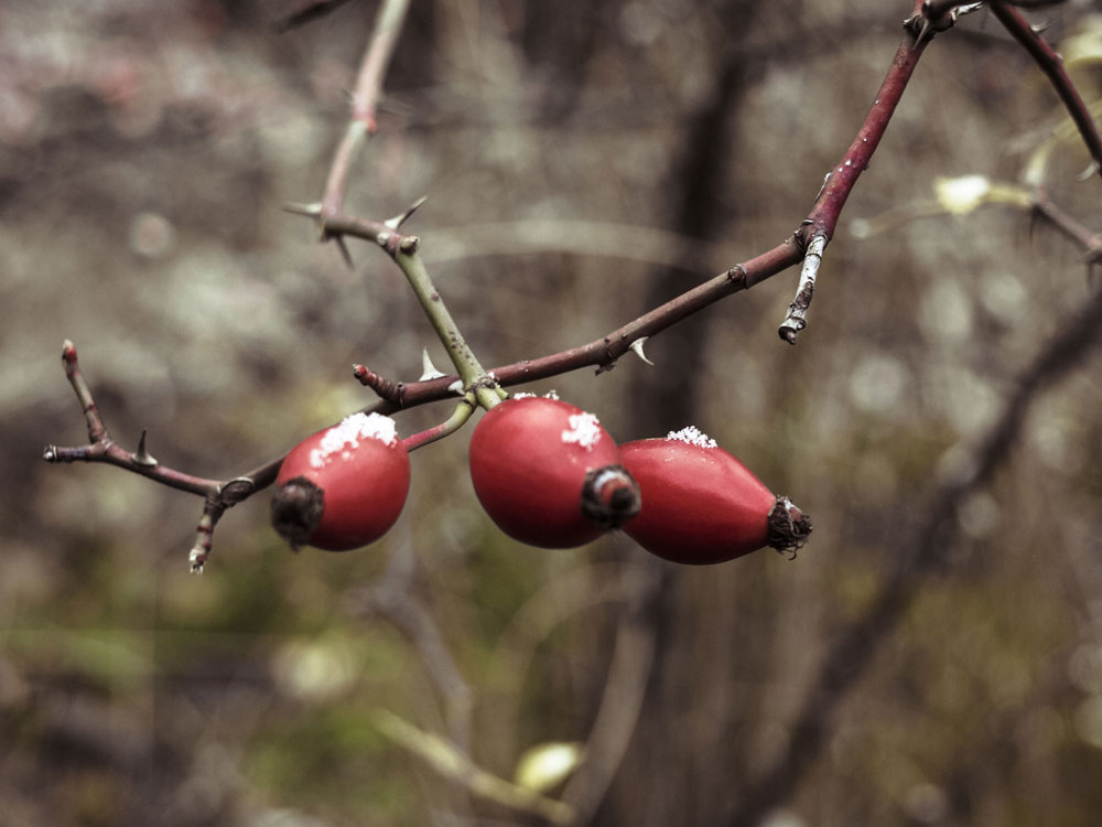 Sperrzone - Hagebutten